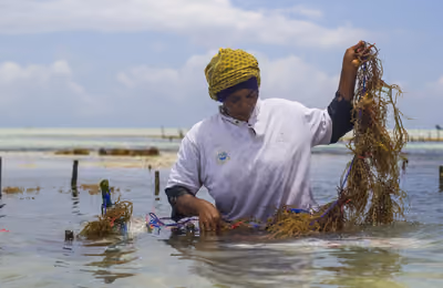 WomenWorking SeaweedZanzibar 4.jpg