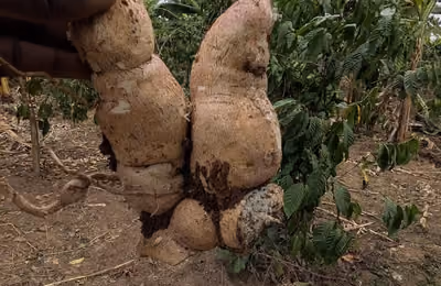 Harvested cassava roots 04.jpg